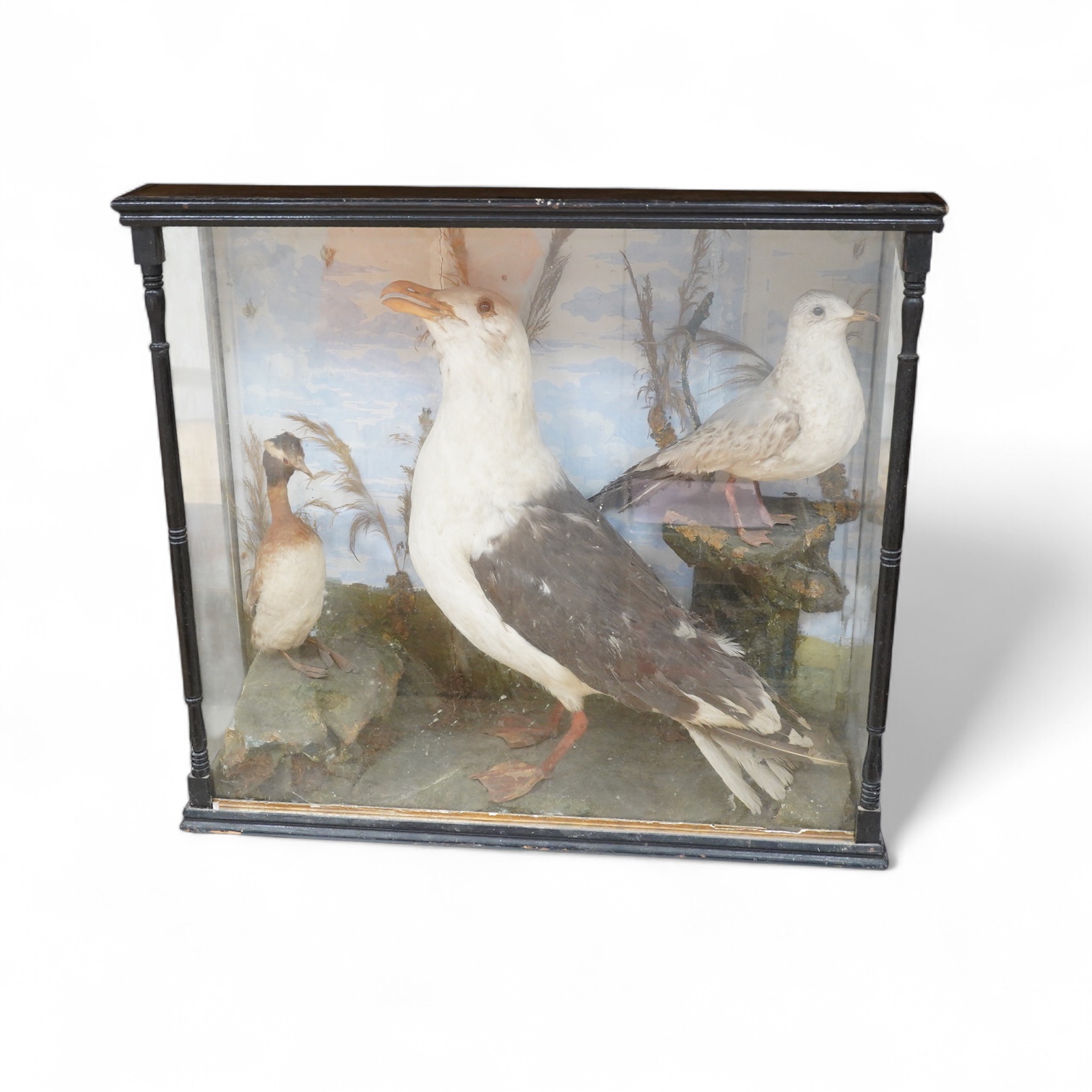 A Victorian taxidermy case of three sea birds; a large Herring gull, a Herring gull chick, and a great crested grebe, in a landscaped ebonised case with turned pillars, dimensions; 73cm wide, 66cm high, 25cm deep